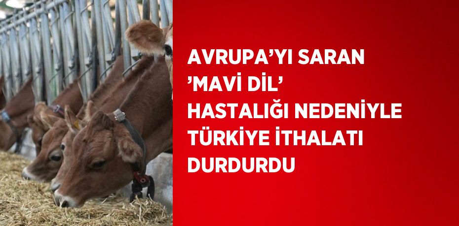 AVRUPA’YI SARAN ’MAVİ DİL’ HASTALIĞI NEDENİYLE TÜRKİYE İTHALATI DURDURDU