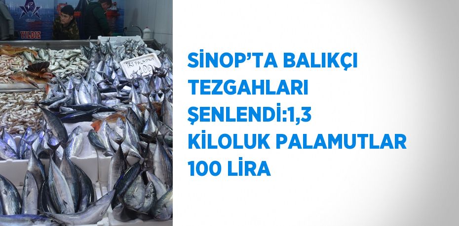 SİNOP’TA BALIKÇI TEZGAHLARI ŞENLENDİ:1,3 KİLOLUK PALAMUTLAR 100 LİRA