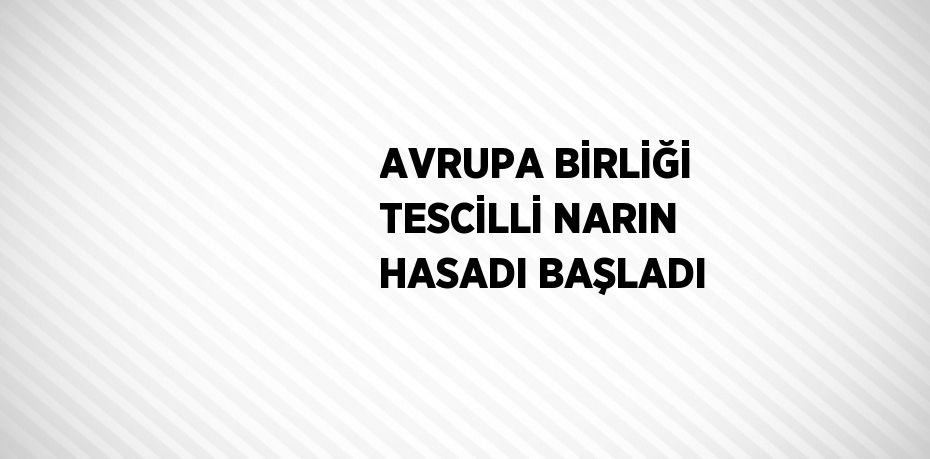 AVRUPA BİRLİĞİ TESCİLLİ NARIN HASADI BAŞLADI