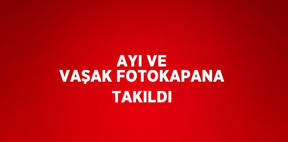 AYI VE VAŞAK FOTOKAPANA TAKILDI