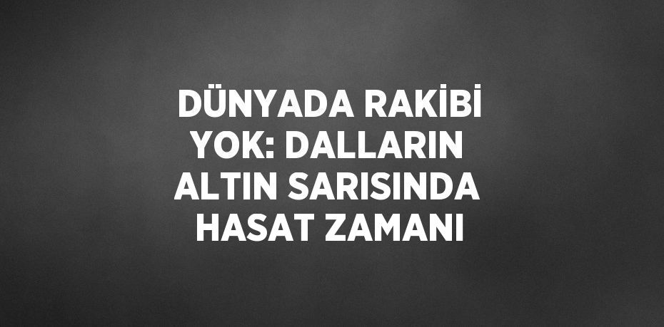 DÜNYADA RAKİBİ YOK: DALLARIN ALTIN SARISINDA HASAT ZAMANI