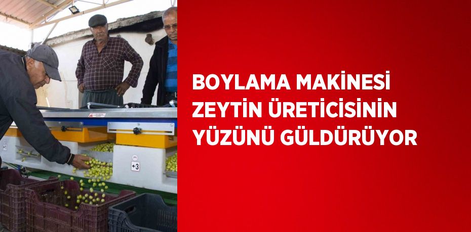 BOYLAMA MAKİNESİ ZEYTİN ÜRETİCİSİNİN YÜZÜNÜ GÜLDÜRÜYOR