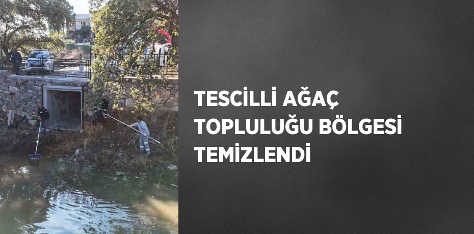 TESCİLLİ AĞAÇ TOPLULUĞU BÖLGESİ TEMİZLENDİ