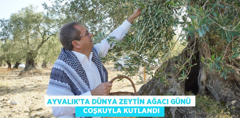 AYVALIK’TA DÜNYA ZEYTİN AĞACI GÜNÜ    COŞKUYLA KUTLANDI