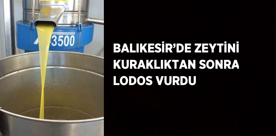 BALIKESİR’DE ZEYTİNİ KURAKLIKTAN SONRA LODOS VURDU