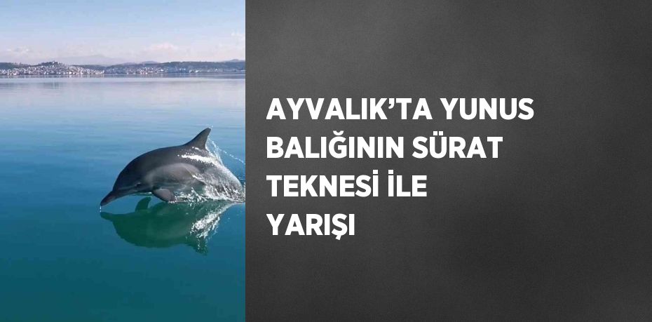 AYVALIK’TA YUNUS BALIĞININ SÜRAT TEKNESİ İLE YARIŞI