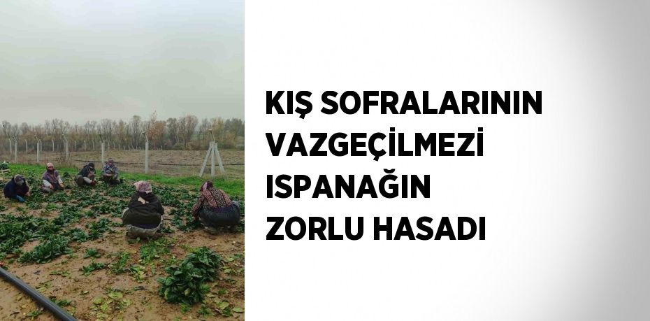 KIŞ SOFRALARININ VAZGEÇİLMEZİ ISPANAĞIN ZORLU HASADI