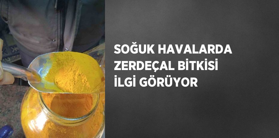 SOĞUK HAVALARDA ZERDEÇAL BİTKİSİ İLGİ GÖRÜYOR