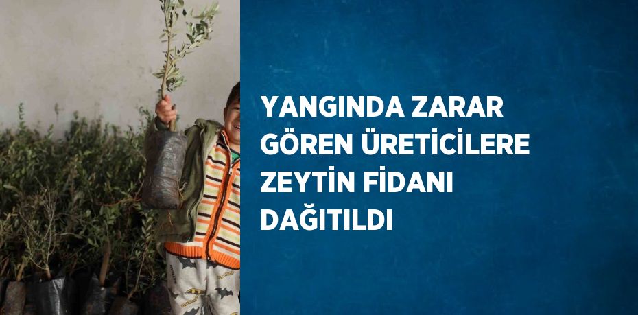 YANGINDA ZARAR GÖREN ÜRETİCİLERE ZEYTİN FİDANI DAĞITILDI