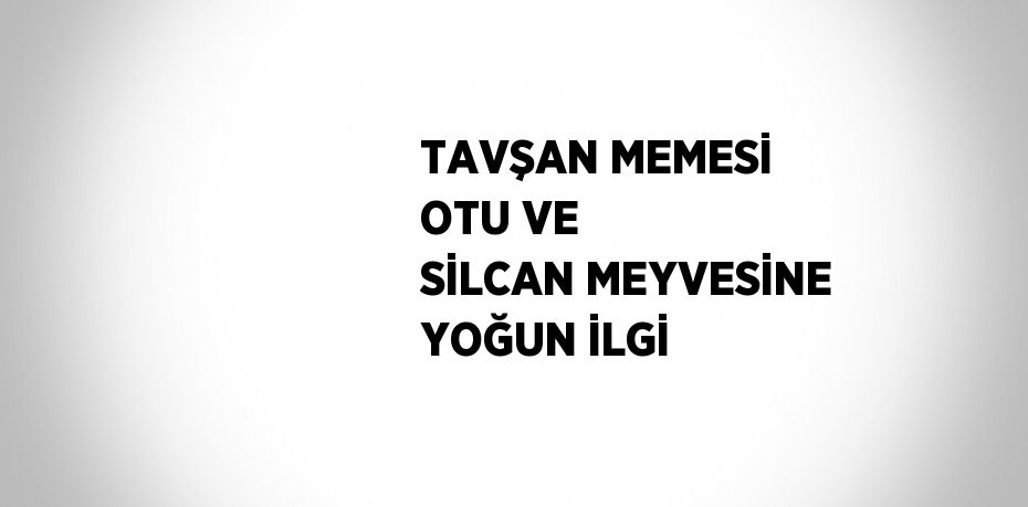 TAVŞAN MEMESİ OTU VE SİLCAN MEYVESİNE YOĞUN İLGİ