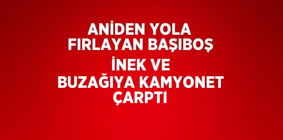 ANİDEN YOLA FIRLAYAN BAŞIBOŞ İNEK VE BUZAĞIYA KAMYONET ÇARPTI