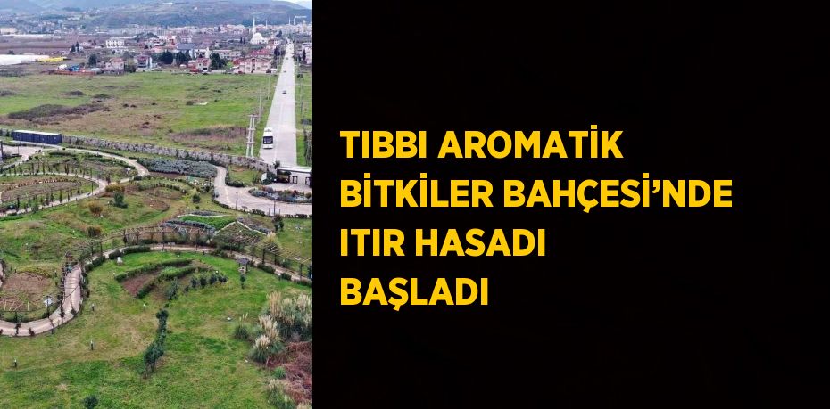 TIBBI AROMATİK BİTKİLER BAHÇESİ’NDE ITIR HASADI BAŞLADI