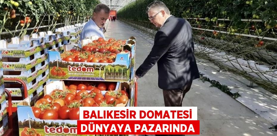 BALIKESİR DOMATESİ DÜNYAYA PAZARINDA