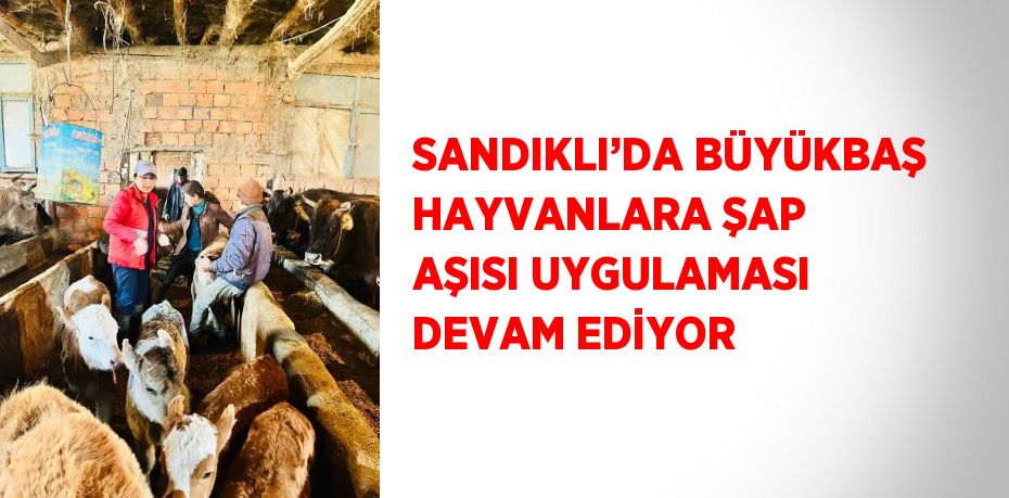 SANDIKLI’DA BÜYÜKBAŞ HAYVANLARA ŞAP AŞISI UYGULAMASI DEVAM EDİYOR