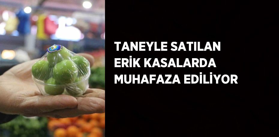 TANEYLE SATILAN ERİK KASALARDA MUHAFAZA EDİLİYOR