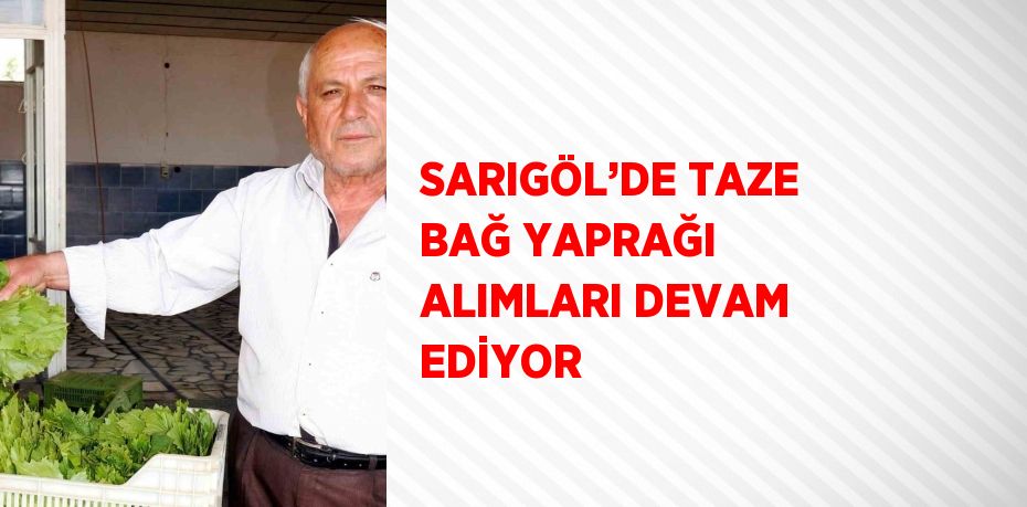 SARIGÖL’DE TAZE BAĞ YAPRAĞI ALIMLARI DEVAM EDİYOR