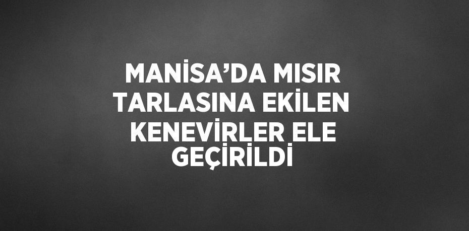 MANİSA’DA MISIR TARLASINA EKİLEN KENEVİRLER ELE GEÇİRİLDİ