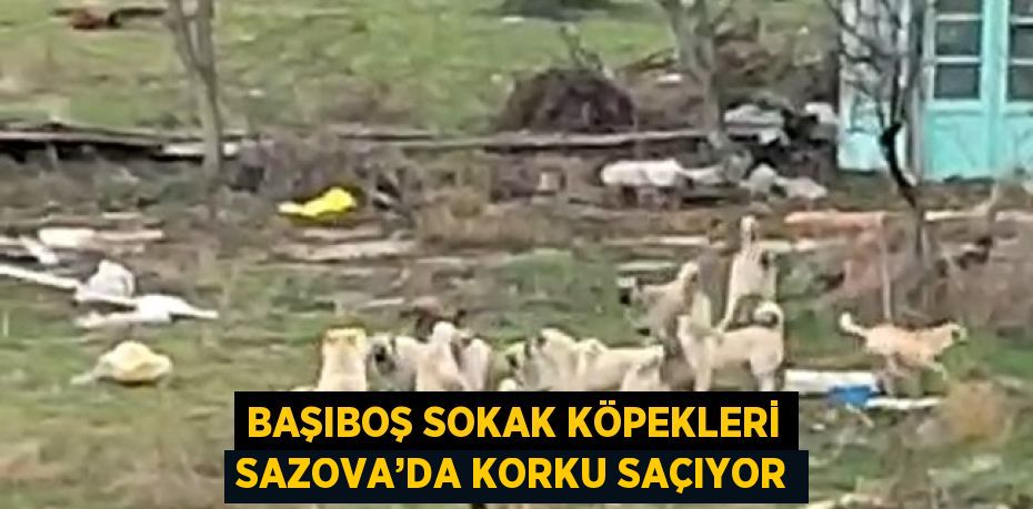 BAŞIBOŞ SOKAK KÖPEKLERİ SAZOVA’DA KORKU SAÇIYOR