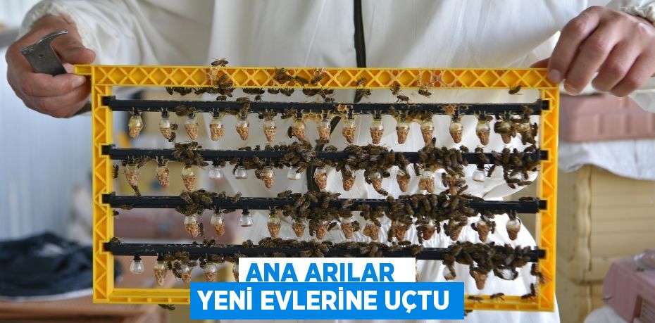 ANA ARILAR  yeni evlerine uçtu