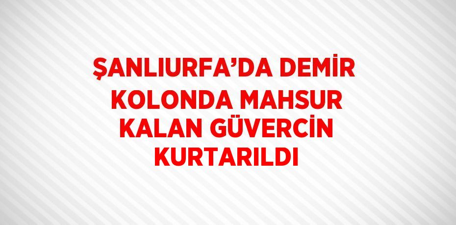 ŞANLIURFA’DA DEMİR KOLONDA MAHSUR KALAN GÜVERCİN KURTARILDI