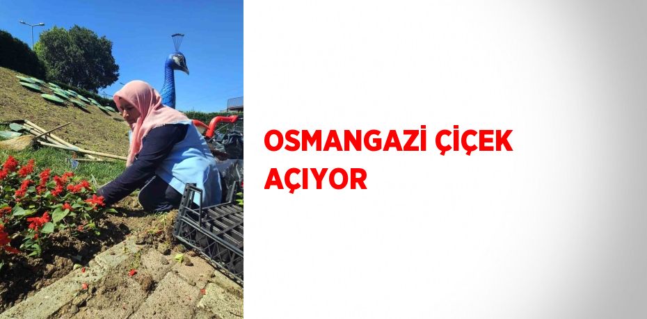 OSMANGAZİ ÇİÇEK AÇIYOR