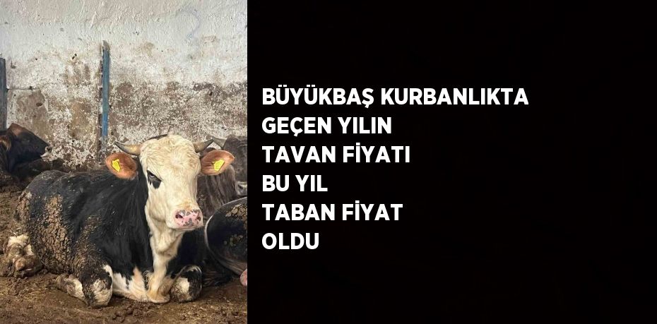 BÜYÜKBAŞ KURBANLIKTA GEÇEN YILIN TAVAN FİYATI BU YIL TABAN FİYAT OLDU