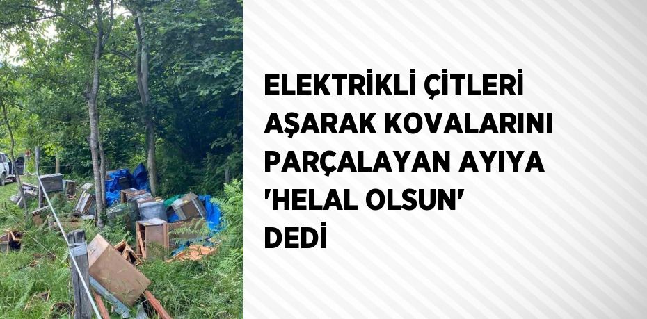 ELEKTRİKLİ ÇİTLERİ AŞARAK KOVALARINI PARÇALAYAN AYIYA 'HELAL OLSUN' DEDİ