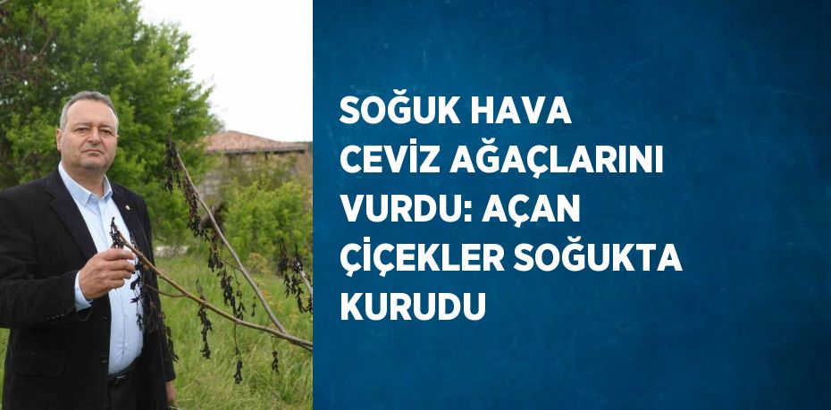 SOĞUK HAVA CEVİZ AĞAÇLARINI VURDU: AÇAN ÇİÇEKLER SOĞUKTA KURUDU