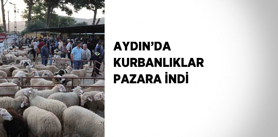 AYDIN’DA KURBANLIKLAR PAZARA İNDİ