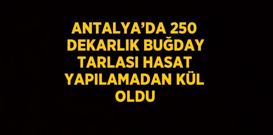 ANTALYA’DA 250 DEKARLIK BUĞDAY TARLASI HASAT YAPILAMADAN KÜL OLDU