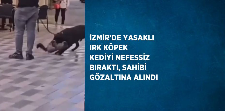 İZMİR’DE YASAKLI IRK KÖPEK KEDİYİ NEFESSİZ BIRAKTI, SAHİBİ GÖZALTINA ALINDI