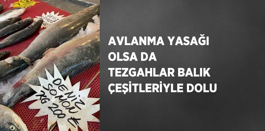 AVLANMA YASAĞI OLSA DA TEZGAHLAR BALIK ÇEŞİTLERİYLE DOLU