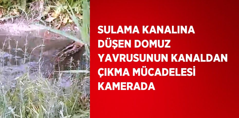 SULAMA KANALINA DÜŞEN DOMUZ YAVRUSUNUN KANALDAN ÇIKMA MÜCADELESİ KAMERADA