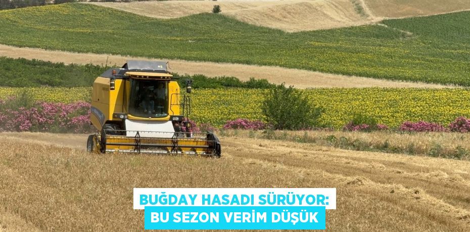 BUĞDAY HASADI SÜRÜYOR: BU SEZON VERİM DÜŞÜK