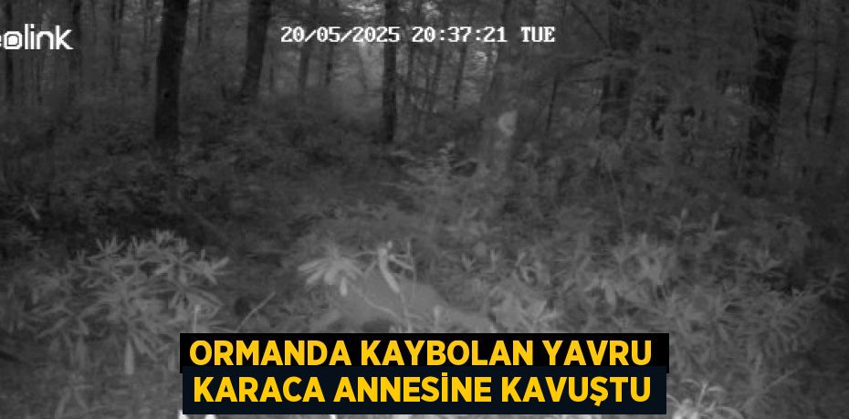 ORMANDA KAYBOLAN YAVRU KARACA ANNESİNE KAVUŞTU