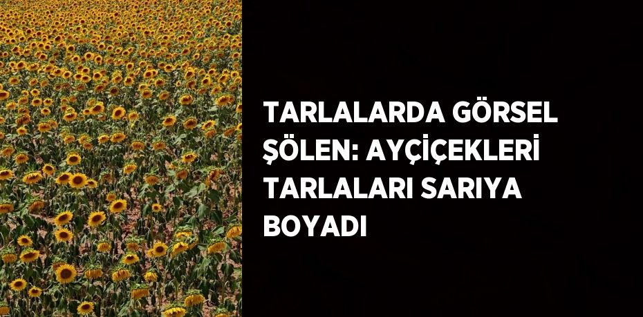 TARLALARDA GÖRSEL ŞÖLEN: AYÇİÇEKLERİ TARLALARI SARIYA BOYADI