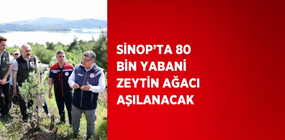 SİNOP’TA 80 BİN YABANİ ZEYTİN AĞACI AŞILANACAK