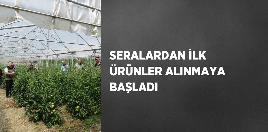 SERALARDAN İLK ÜRÜNLER ALINMAYA BAŞLADI