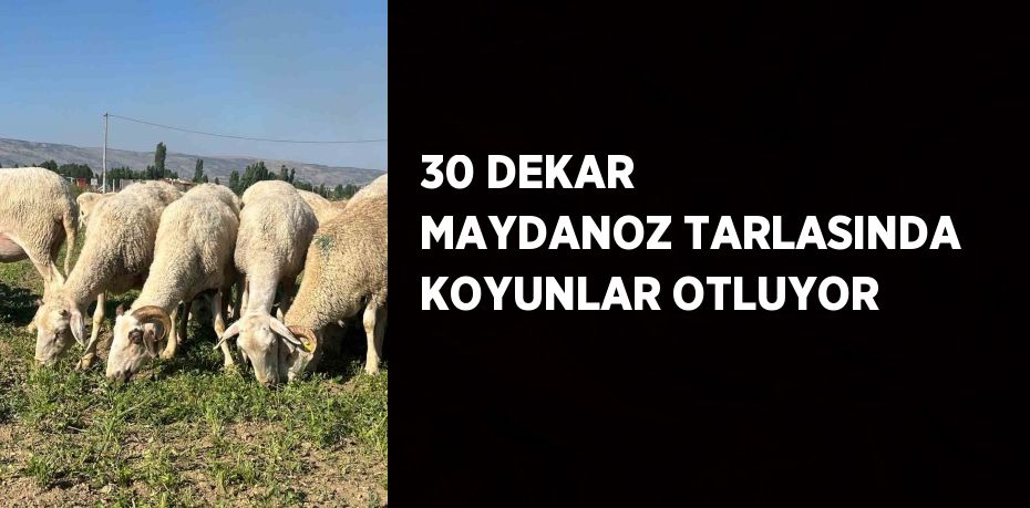 30 DEKAR MAYDANOZ TARLASINDA KOYUNLAR OTLUYOR