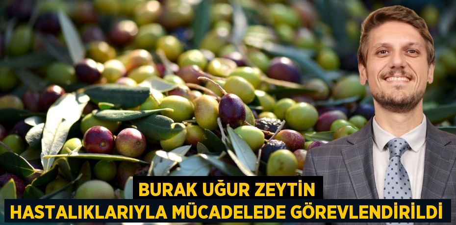 BURAK UĞUR ZEYTİN HASTALIKLARIYLA MÜCADELEDE GÖREVLENDİRİLDİ