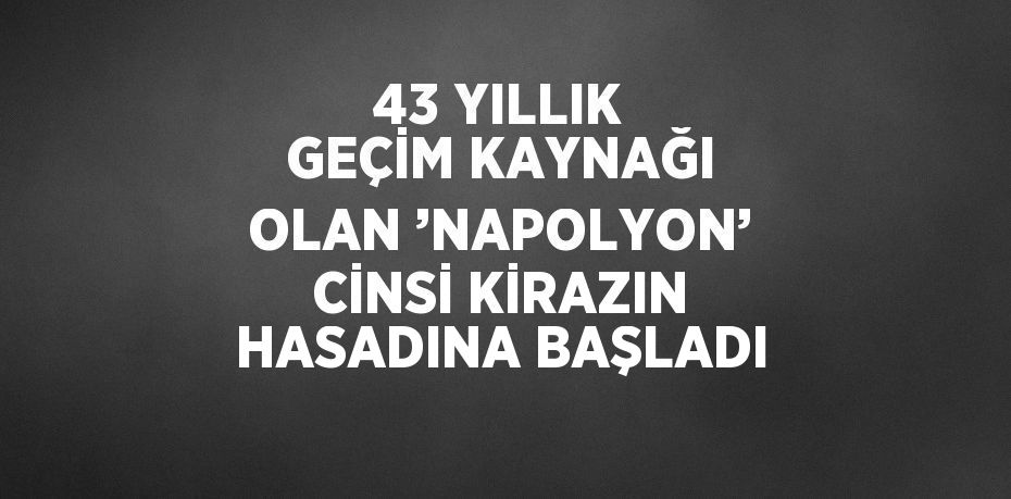 43 YILLIK GEÇİM KAYNAĞI OLAN ’NAPOLYON’ CİNSİ KİRAZIN HASADINA BAŞLADI