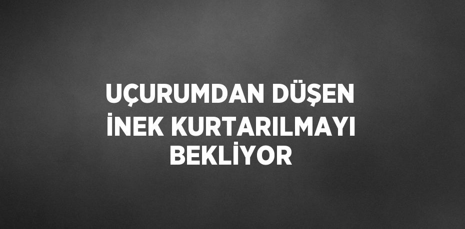 UÇURUMDAN DÜŞEN İNEK KURTARILMAYI BEKLİYOR