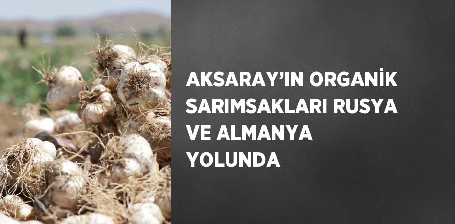 AKSARAY’IN ORGANİK SARIMSAKLARI RUSYA VE ALMANYA YOLUNDA