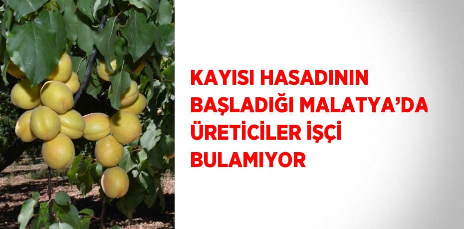 KAYISI HASADININ BAŞLADIĞI MALATYA’DA ÜRETİCİLER İŞÇİ BULAMIYOR