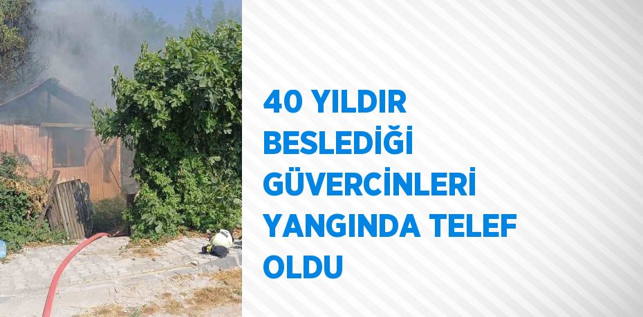 40 YILDIR BESLEDİĞİ GÜVERCİNLERİ YANGINDA TELEF OLDU