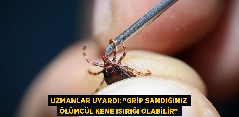 Uzmanlar uyardı: "Grip sandığınız ölümcül kene ısırığı olabilir"