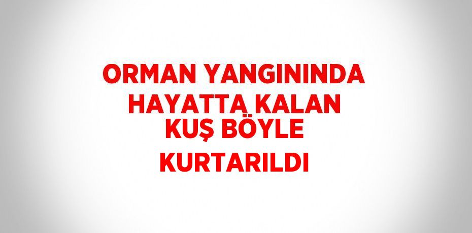 ORMAN YANGININDA HAYATTA KALAN KUŞ BÖYLE KURTARILDI