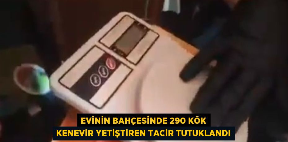 EVİNİN BAHÇESİNDE 290 KÖK KENEVİR YETİŞTİREN TACİR TUTUKLANDI