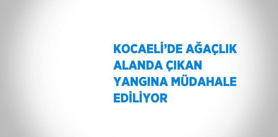 KOCAELİ’DE AĞAÇLIK ALANDA ÇIKAN YANGINA MÜDAHALE EDİLİYOR