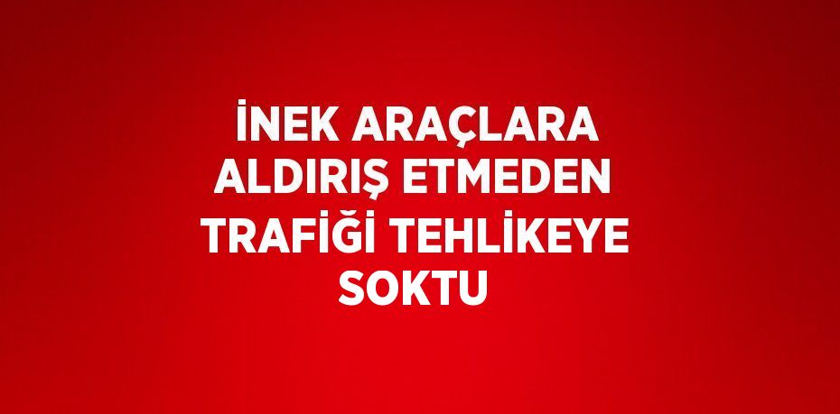 İNEK ARAÇLARA ALDIRIŞ ETMEDEN TRAFİĞİ TEHLİKEYE SOKTU